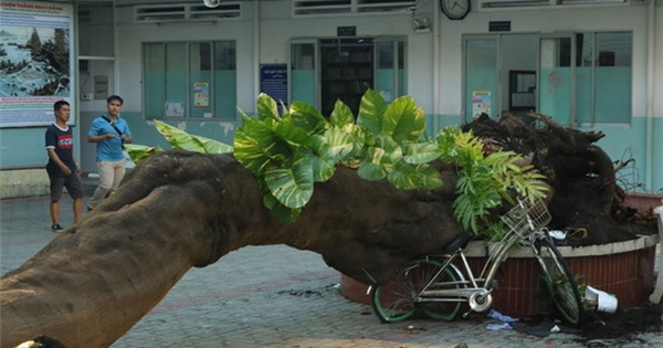 Tây Ninh: Kiểm tra, rà soát toàn bộ cây xanh đảm bảo an toàn trường học