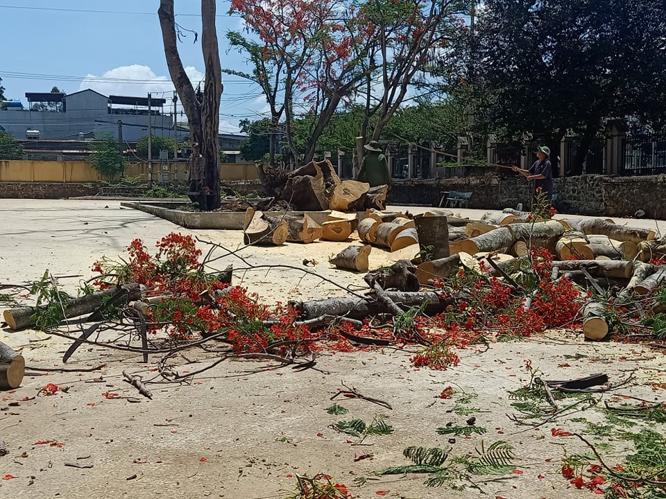 Đắk Lắk: Rà soát cưa cắt nhiều cây phượng trong trường học - Ảnh minh hoạ 2