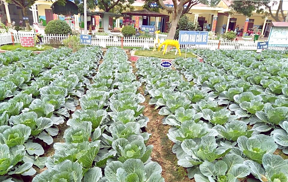 Bắc Giang: Phát triển mô hình vườn rau sạch trong trường học - Ảnh minh hoạ 2