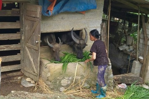 Hạ Lang (Cao Bằng): Tỉ lệ hộ nghèo giảm hơn 5% mỗi năm - Ảnh minh hoạ 4