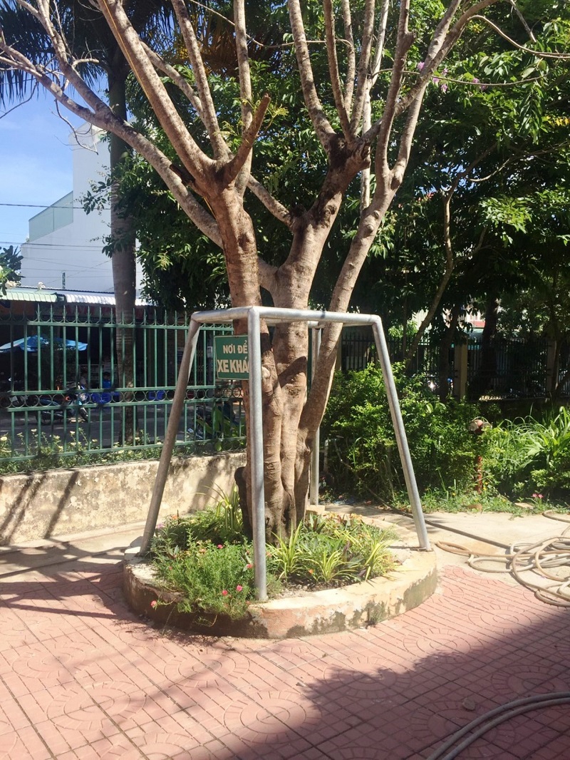 Mùa mưa bão tại Cần Thơ: Trường học lo “sức khỏe” cây xanh - Ảnh minh hoạ 2