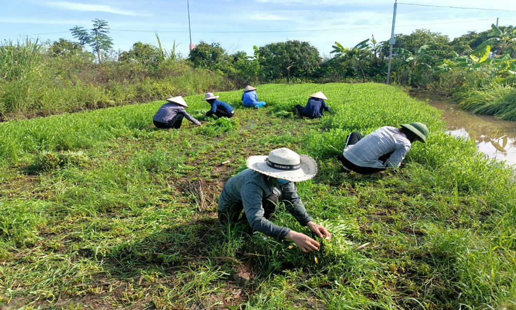 Cô giáo cùng nhau hái rau, vào bếp... hỗ trợ tuyến đầu chống dịch - Ảnh minh hoạ 4