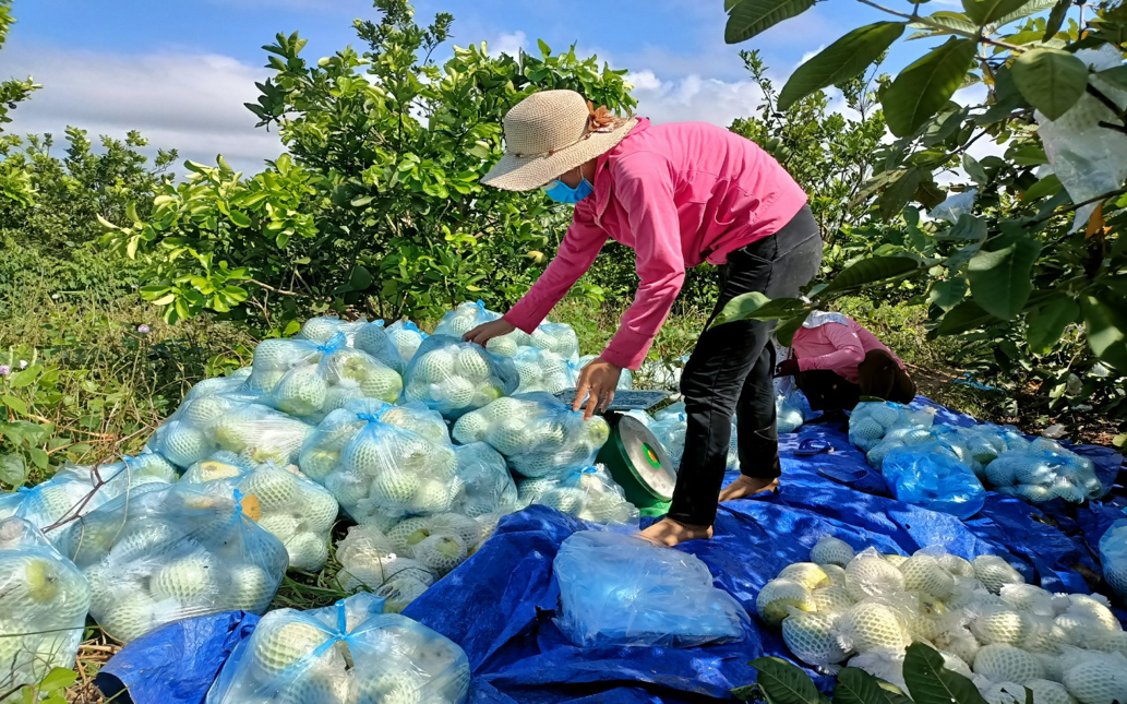 Cô giáo cùng nhau hái rau, vào bếp... hỗ trợ tuyến đầu chống dịch - Ảnh minh hoạ 5