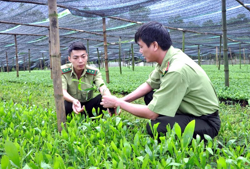 Nghịch lý cung – cầu nhân lực với ngành Lâm nghiệp - Ảnh minh hoạ 2