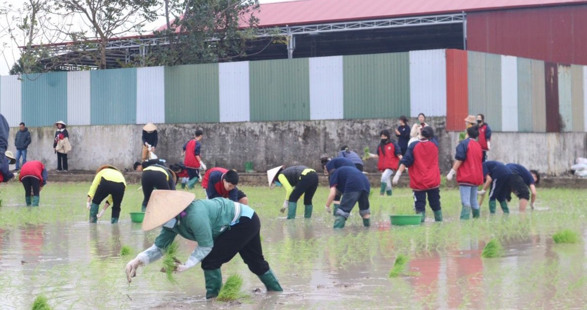 Thầy trò xuống đồng cấy lúa, làm đất trồng rau